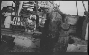 Image of Musk-ox standing on deck